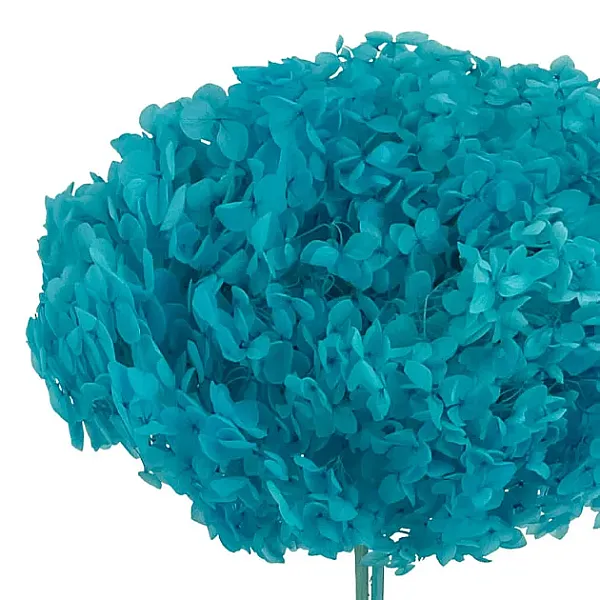 images/categories_images/thumbs/thumb_Dried flow 2025a.webp